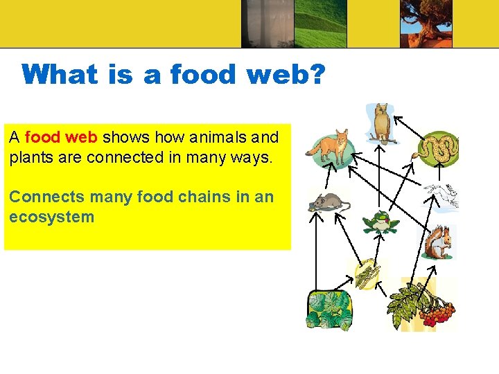 What is a food web? A food web shows how animals and plants are
