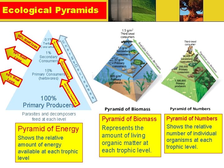 Ecological Pyramids 90 % E n sfe an y tr erg s en los