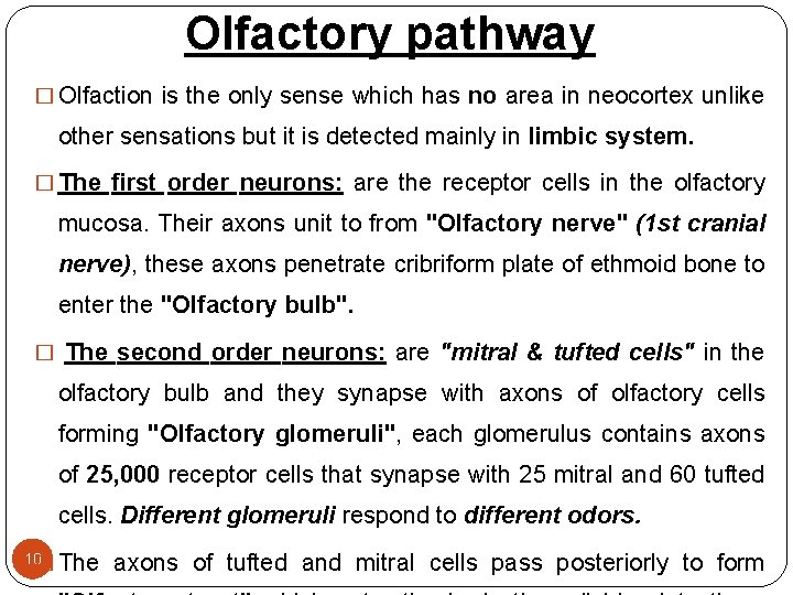 Olfactory pathway � Olfaction is the only sense which has no area in neocortex