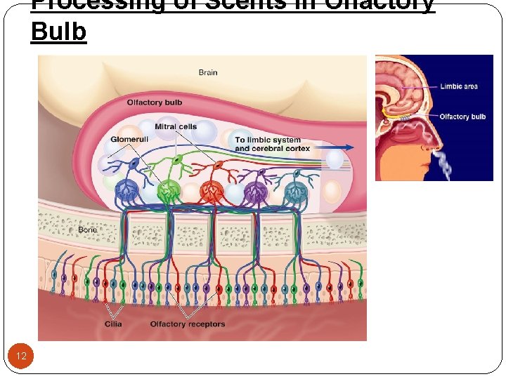 Processing of Scents in Olfactory Bulb 12 