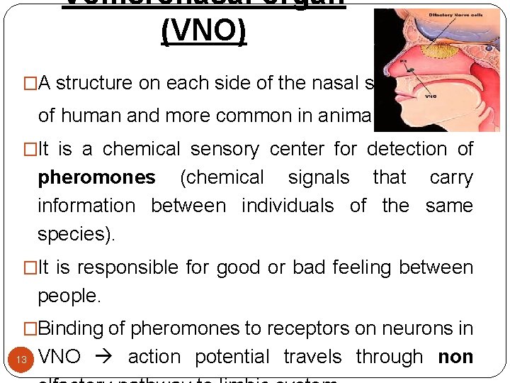 Vomeronasal organ (VNO) �A structure on each side of the nasal septum of human