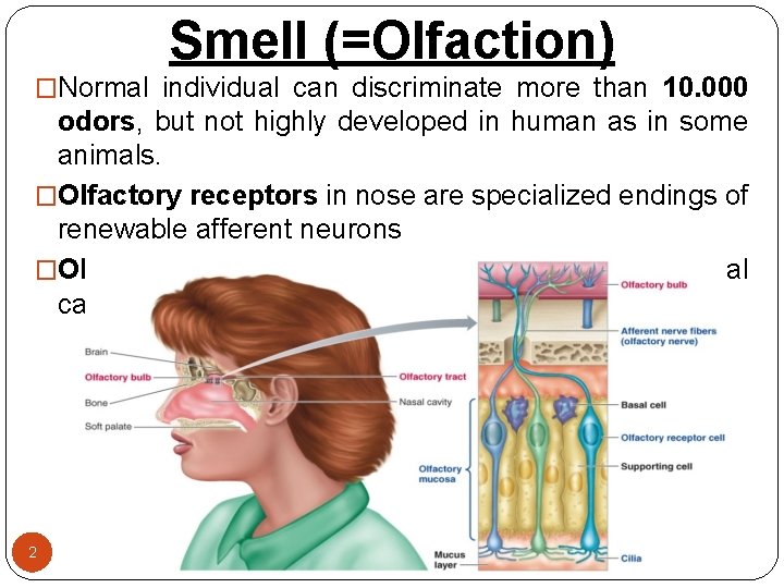 Smell (=Olfaction) �Normal individual can discriminate more than 10. 000 odors, but not highly