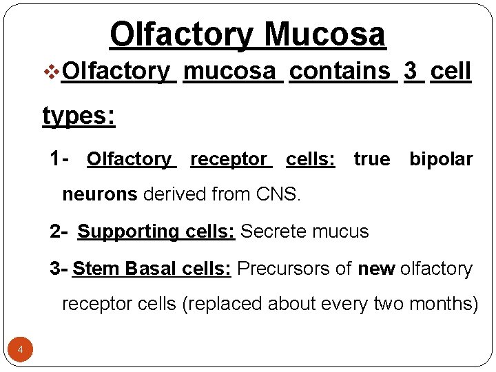 Olfactory Mucosa v. Olfactory mucosa contains 3 cell types: 1 - Olfactory receptor cells: