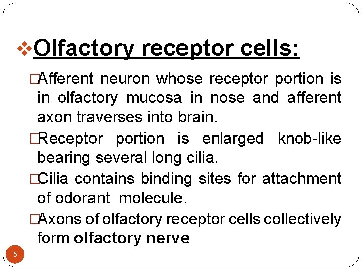 v. Olfactory receptor cells: �Afferent neuron whose receptor portion is in olfactory mucosa in