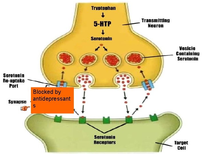 Blocked by antidepressant s 