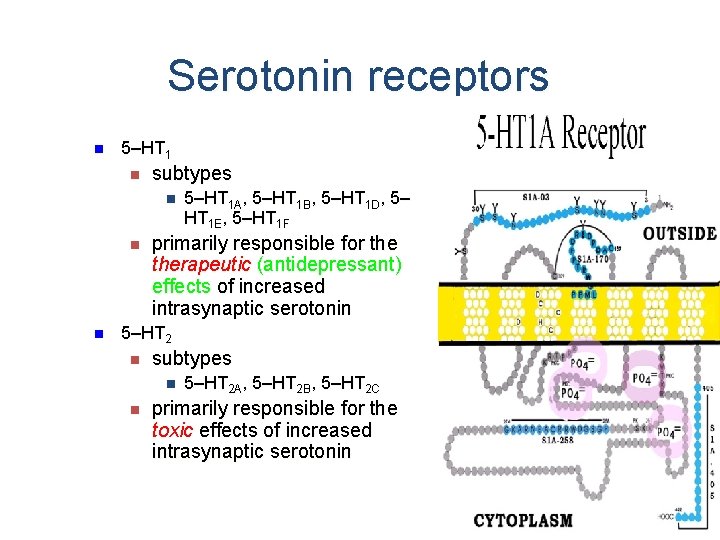 Serotonin receptors n 5–HT 1 n subtypes n n n 5–HT 1 A, 5–HT