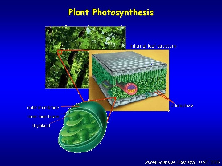 Plant Photosynthesis internal leaf structure outer membrane chloroplasts inner membrane thylakoid Supramolecular Chemistry, UAF,