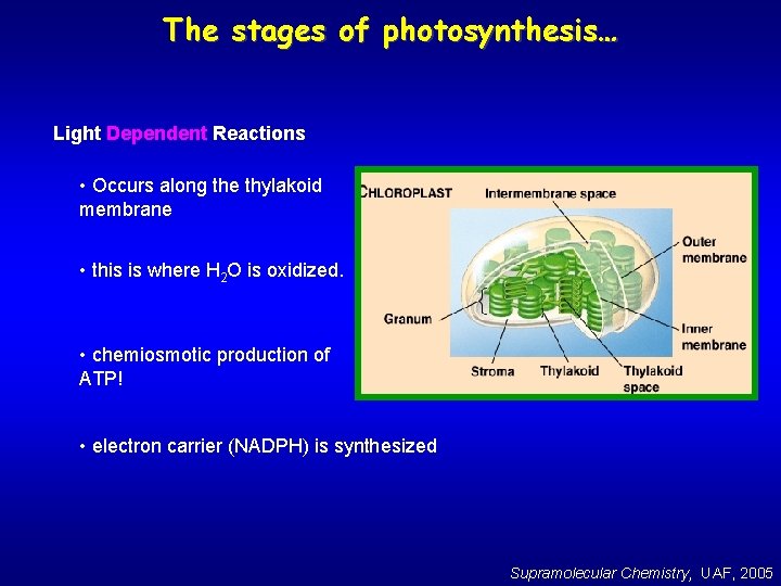 The stages of photosynthesis… Light Dependent Reactions • Occurs along the thylakoid membrane •