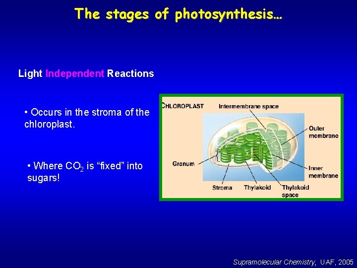 The stages of photosynthesis… Light Independent Reactions • Occurs in the stroma of the