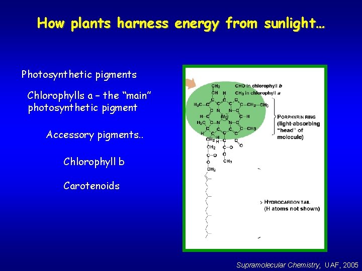 How plants harness energy from sunlight… Photosynthetic pigments Chlorophylls a – the “main” photosynthetic