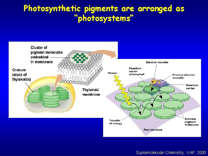 Photosynthetic pigments are arranged as “photosystems” Supramolecular Chemistry, UAF, 2005 