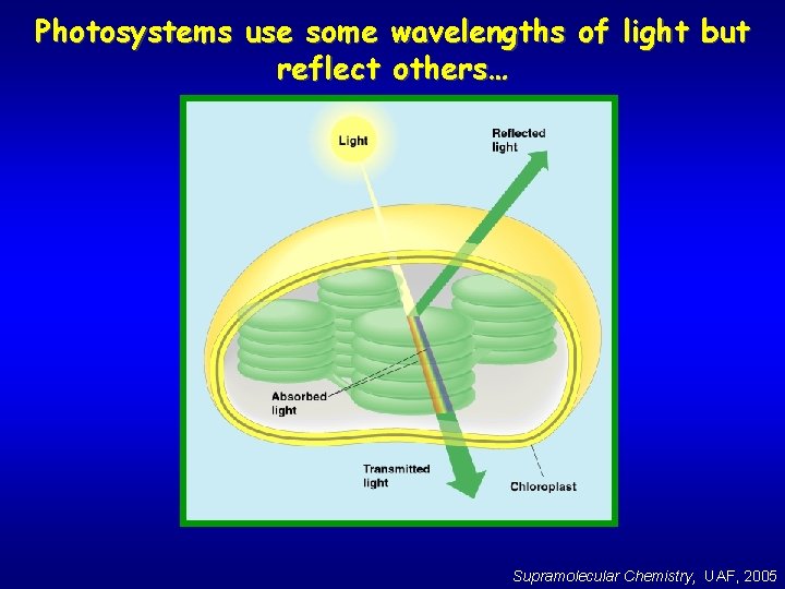 Photosystems use some wavelengths of light but reflect others… Supramolecular Chemistry, UAF, 2005 