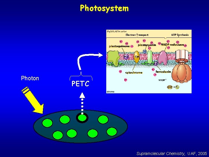 Photosystem Photon PETC Supramolecular Chemistry, UAF, 2005 
