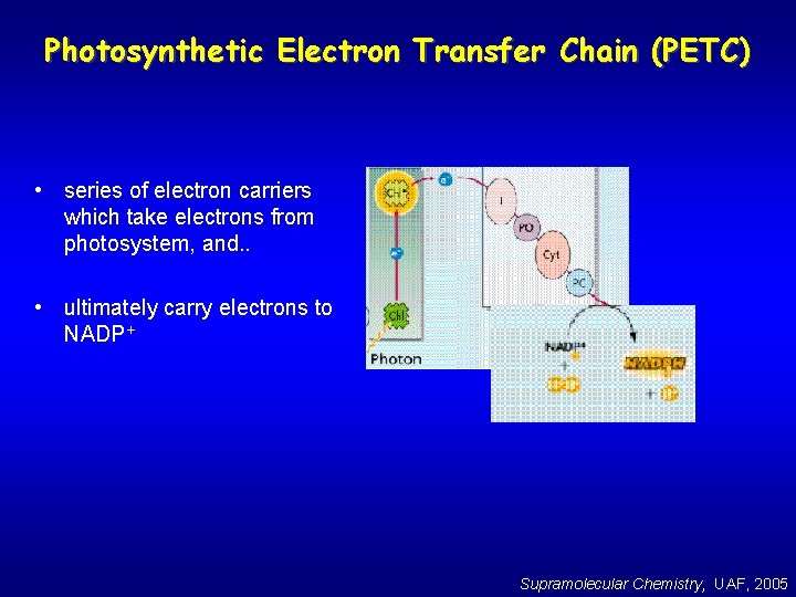 Photosynthetic Electron Transfer Chain (PETC) • series of electron carriers which take electrons from