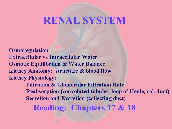 RENAL SYSTEM Osmoregulation Extracellular vs Intracellular Water Osmotic Equilibrium & Water Balance Kidney Anatomy: