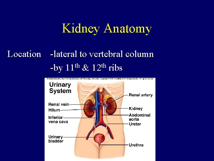Kidney Anatomy Location -lateral to vertebral column -by 11 th & 12 th ribs