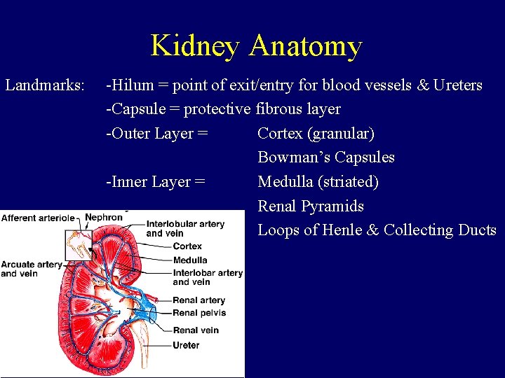 Kidney Anatomy Landmarks: -Hilum = point of exit/entry for blood vessels & Ureters -Capsule