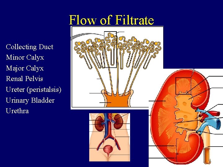 Flow of Filtrate Collecting Duct Minor Calyx Major Calyx Renal Pelvis Ureter (peristalsis) Urinary