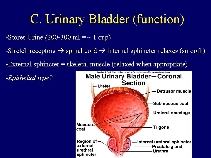 C. Urinary Bladder (function) -Stores Urine (200 -300 ml = ~ 1 cup) -Stretch