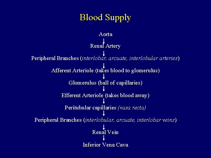 Blood Supply Aorta Renal Artery Peripheral Branches (interlobar, arcuate, interlobular arteries) Afferent Arteriole (takes