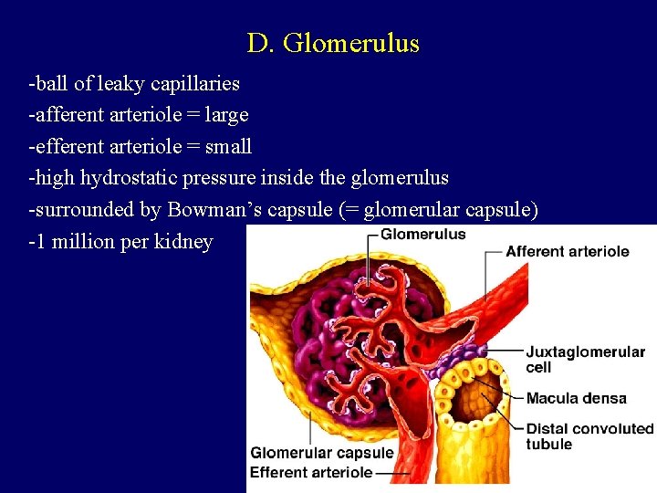 D. Glomerulus -ball of leaky capillaries -afferent arteriole = large -efferent arteriole = small