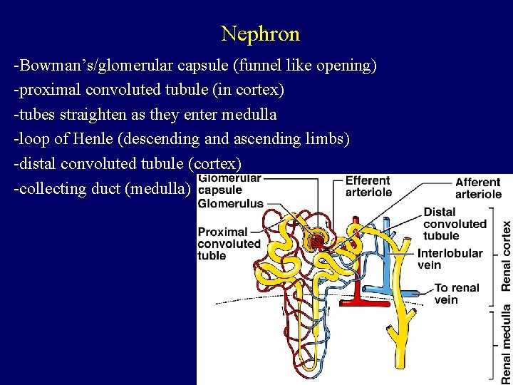 Nephron -Bowman’s/glomerular capsule (funnel like opening) -proximal convoluted tubule (in cortex) -tubes straighten as