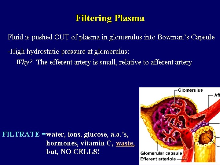 Filtering Plasma Fluid is pushed OUT of plasma in glomerulus into Bowman’s Capsule -High