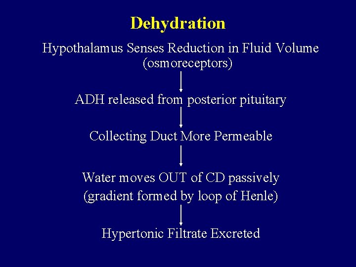 Dehydration Hypothalamus Senses Reduction in Fluid Volume (osmoreceptors) ADH released from posterior pituitary Collecting