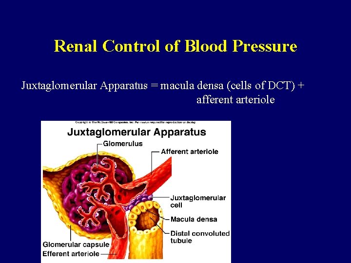 Renal Control of Blood Pressure Juxtaglomerular Apparatus = macula densa (cells of DCT) +