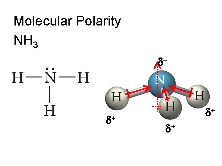 Molecular Polarity NH 3 + + + 