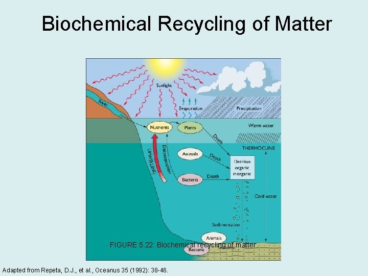 Biochemical Recycling of Matter FIGURE 5. 22: Biochemical recycling of matter. Adapted from Repeta,