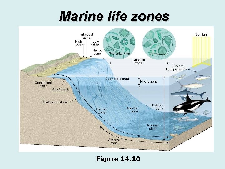 Marine life zones Figure 14. 10 