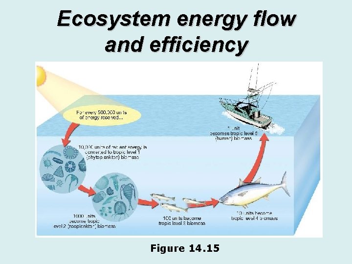 Ecosystem energy flow and efficiency Figure 14. 15 