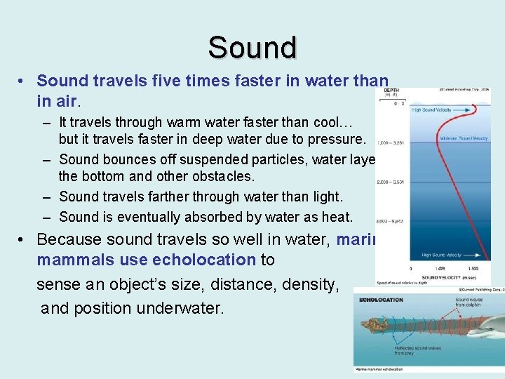 Sound • Sound travels five times faster in water than in air. – It