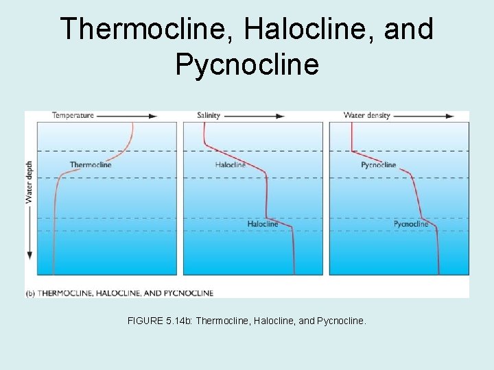 Thermocline, Halocline, and Pycnocline FIGURE 5. 14 b: Thermocline, Halocline, and Pycnocline. 