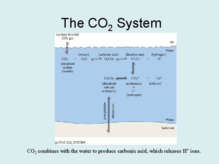 The CO 2 System CO 2 combines with the water to produce carbonic acid,