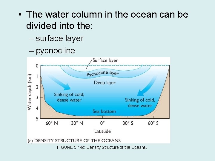  • The water column in the ocean can be divided into the: –