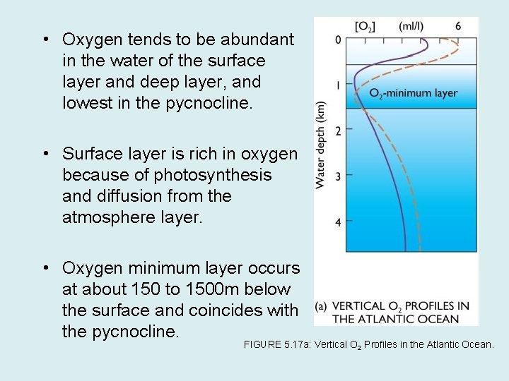  • Oxygen tends to be abundant in the water of the surface layer