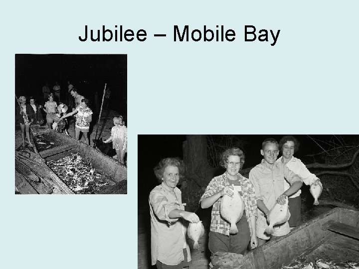 Jubilee – Mobile Bay 