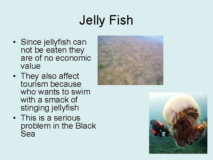 Jelly Fish • Since jellyfish can not be eaten they are of no economic