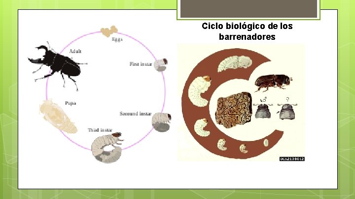 Ciclo biológico de los barrenadores Ciclo biológico de los barrenadores