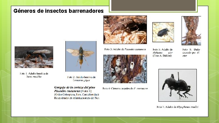 Géneros de insectos barrenadores Géneros de insectos barrenadores