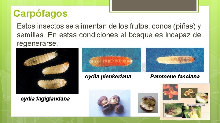 Carpófagos Estos insectos se alimentan de los frutos, conos (piñas) y semillas. En estas Carpófagos Estos insectos se alimentan de los frutos, conos (piñas) y semillas. En estas