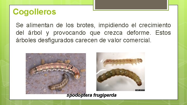 Cogolleros Se alimentan de los brotes, impidiendo el crecimiento del árbol y provocando que Cogolleros Se alimentan de los brotes, impidiendo el crecimiento del árbol y provocando que