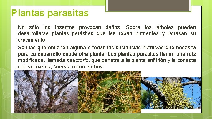 Plantas parasitas No sólo los insectos provocan daños. Sobre los árboles pueden desarrollarse plantas Plantas parasitas No sólo los insectos provocan daños. Sobre los árboles pueden desarrollarse plantas