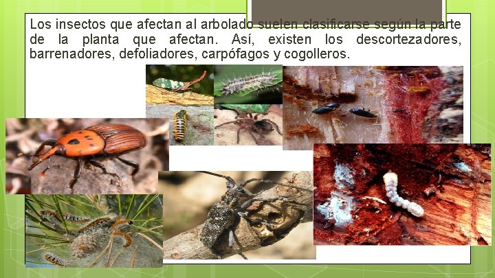 Los insectos que afectan al arbolado suelen clasificarse según la parte de la planta Los insectos que afectan al arbolado suelen clasificarse según la parte de la planta