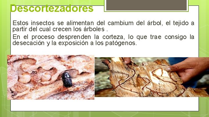 Descortezadores Estos insectos se alimentan del cambium del árbol, el tejido a partir del Descortezadores Estos insectos se alimentan del cambium del árbol, el tejido a partir del