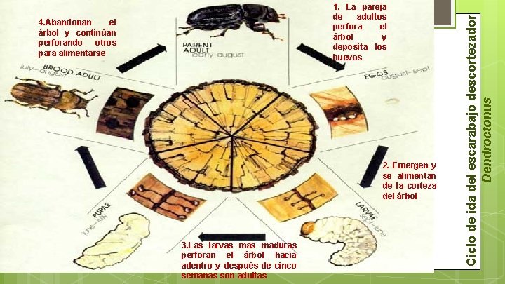4. Abandonan el árbol y continúan perforando otros para alimentarse 2. Emergen y se 4. Abandonan el árbol y continúan perforando otros para alimentarse 2. Emergen y se