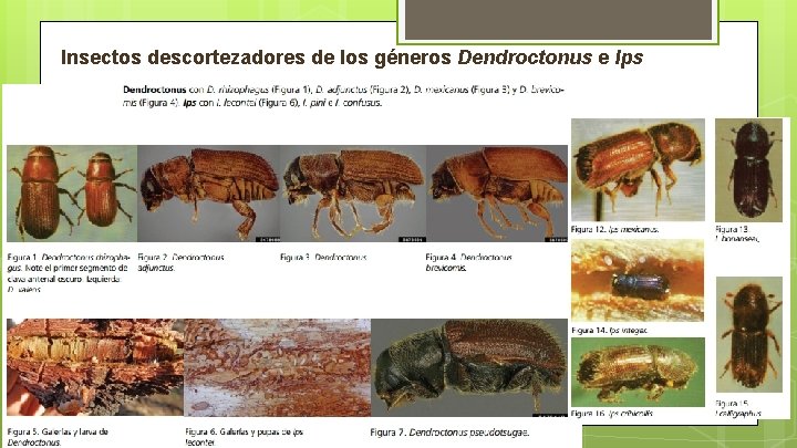Insectos descortezadores de los géneros Dendroctonus e Ips Insectos descortezadores de los géneros Dendroctonus e Ips