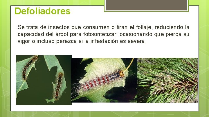 Defoliadores Se trata de insectos que consumen o tiran el follaje, reduciendo la capacidad Defoliadores Se trata de insectos que consumen o tiran el follaje, reduciendo la capacidad